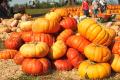 IMG_0553 stack of pumpkins